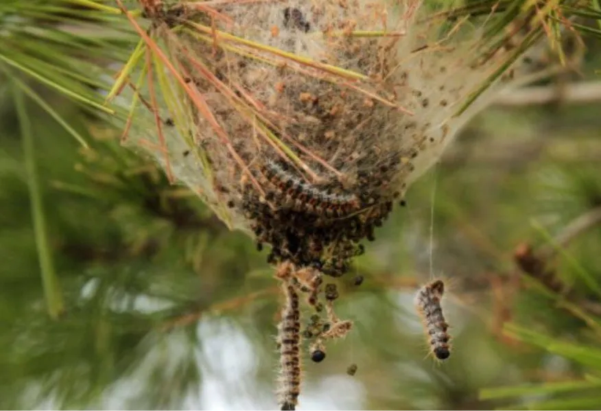 Vitalarbreselagage A Rennescover Article Destruction De Nids